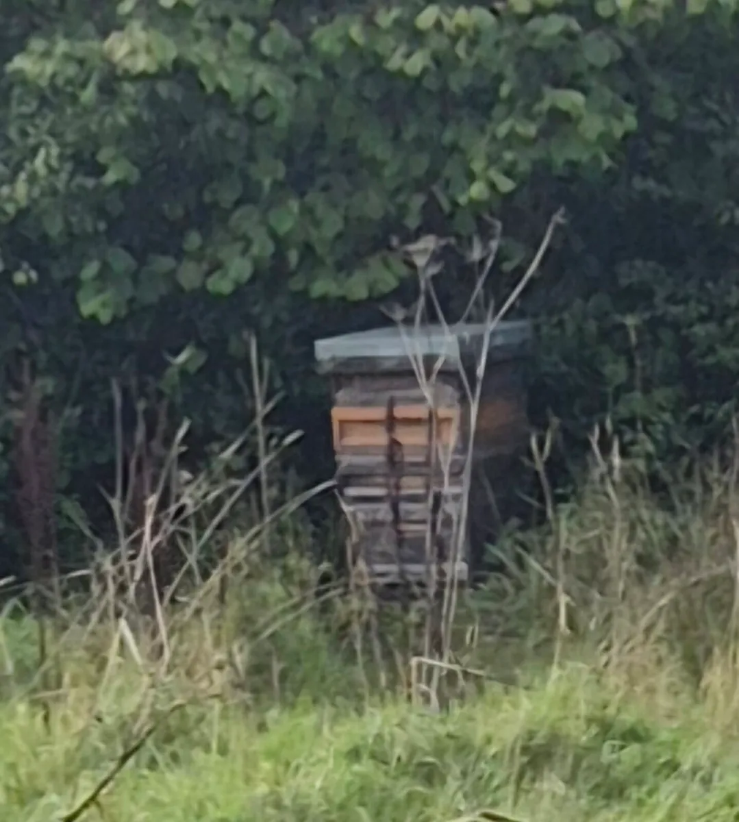 Bee Hives - Image 1
