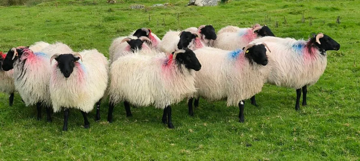 Mayo Mountain Ewe Lambs - Image 4