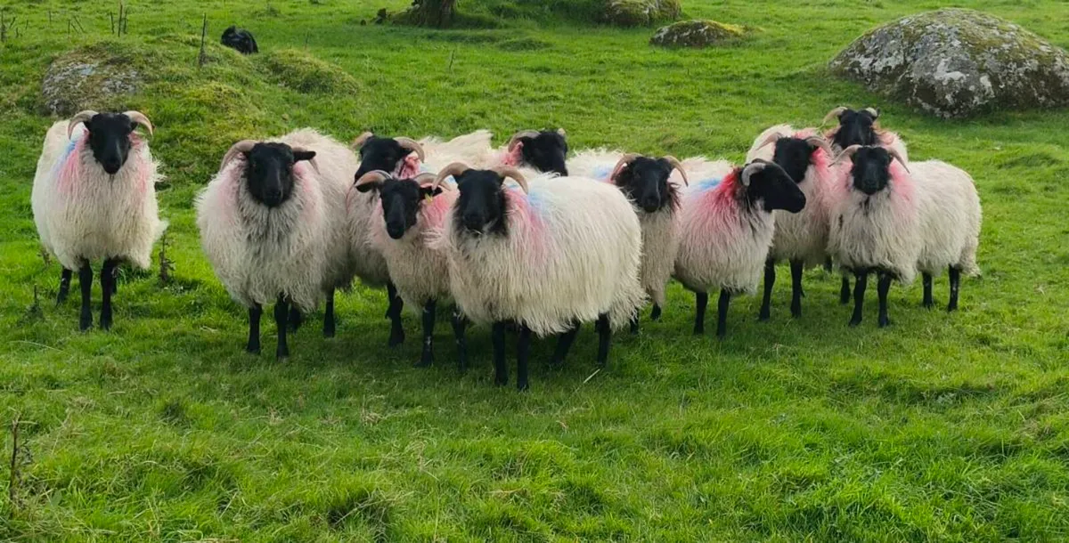 Mayo Mountain Ewe Lambs - Image 1