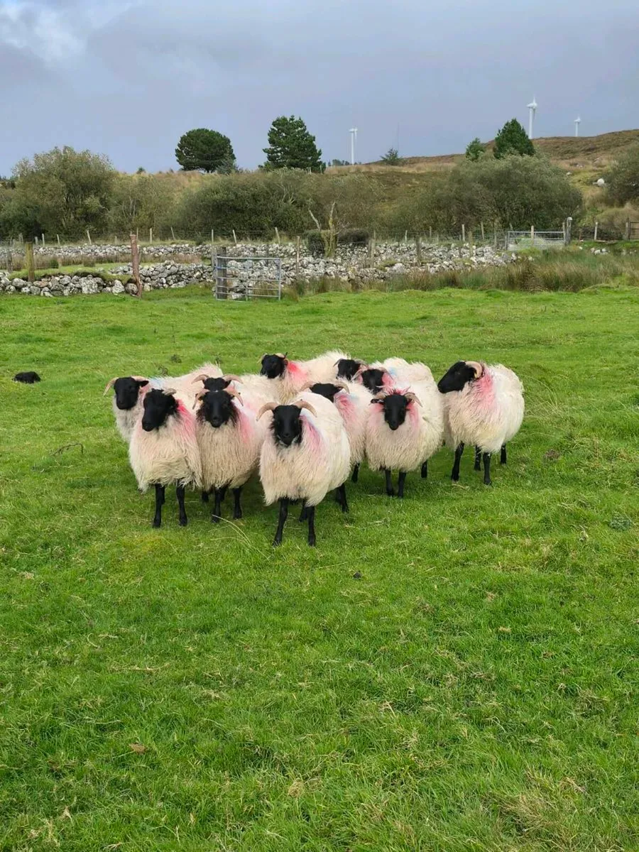 Mayo Mountain Ewe Lambs - Image 2