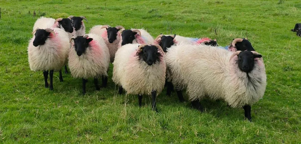 Mayo Mountain Ewe Lambs - Image 3