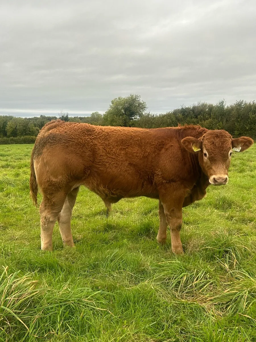 •Lot 40 •Purebred limousin bull Gort Mart 15th Oct - Image 2