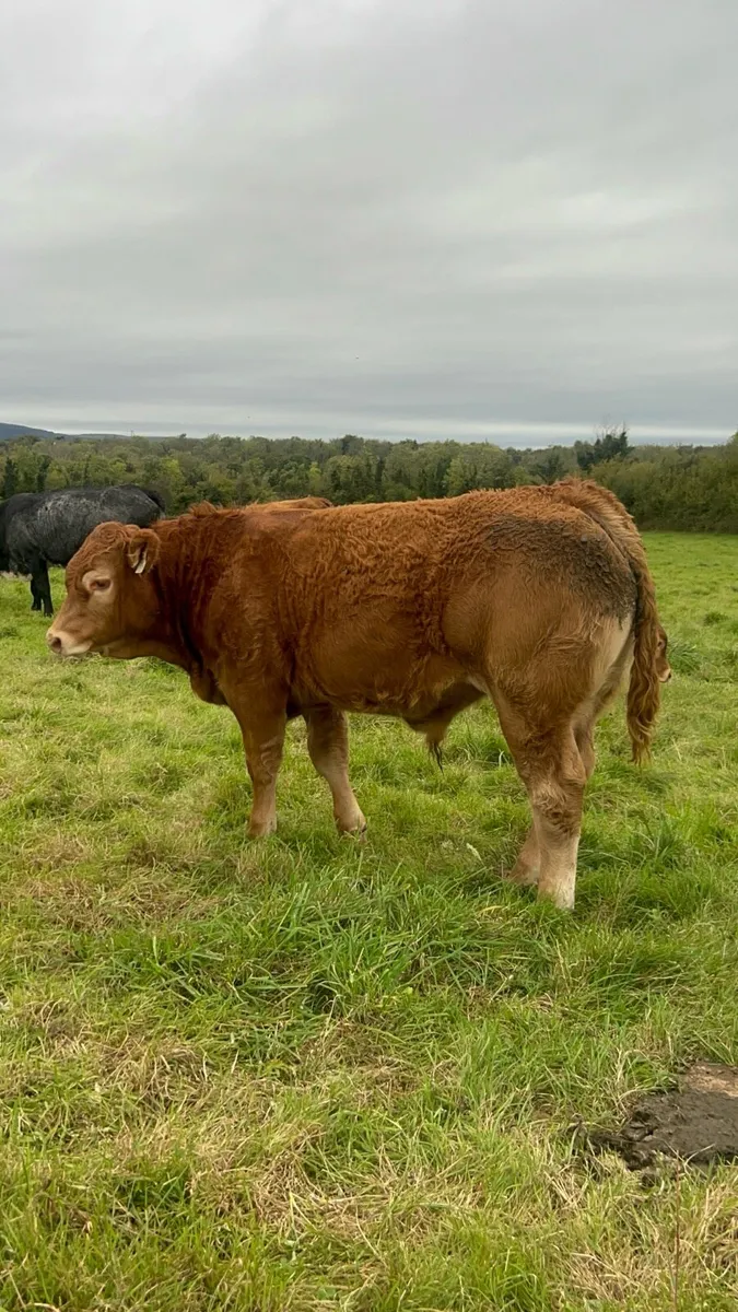 •Lot 40 •Purebred limousin bull Gort Mart 15th Oct - Image 3