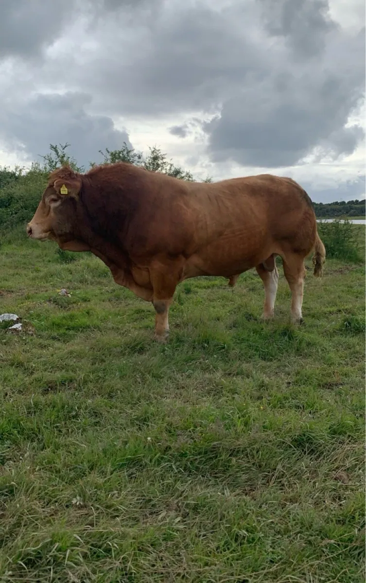 •Lot 40 •Purebred limousin bull Gort Mart 15th Oct - Image 4