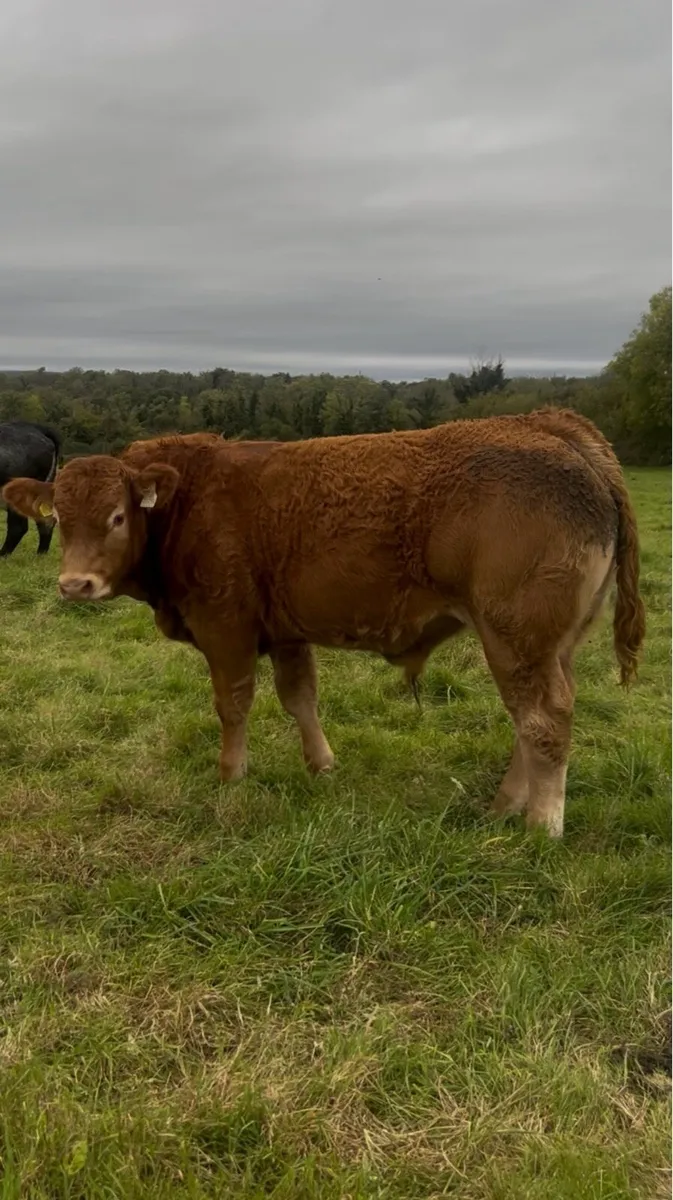 •Lot 40 •Purebred limousin bull Gort Mart 15th Oct - Image 1