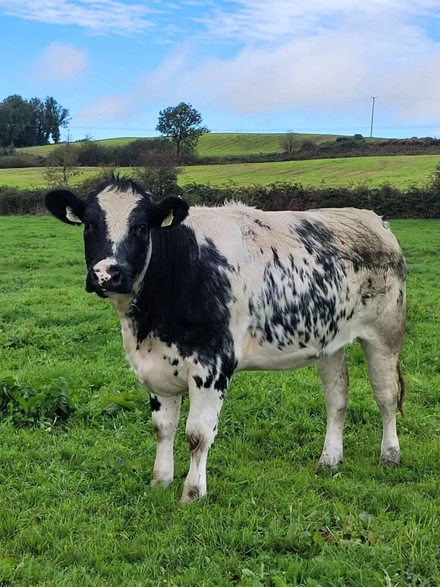 *6 Belgian Blue heifers and 2 Limousin Heifers* - Image 3