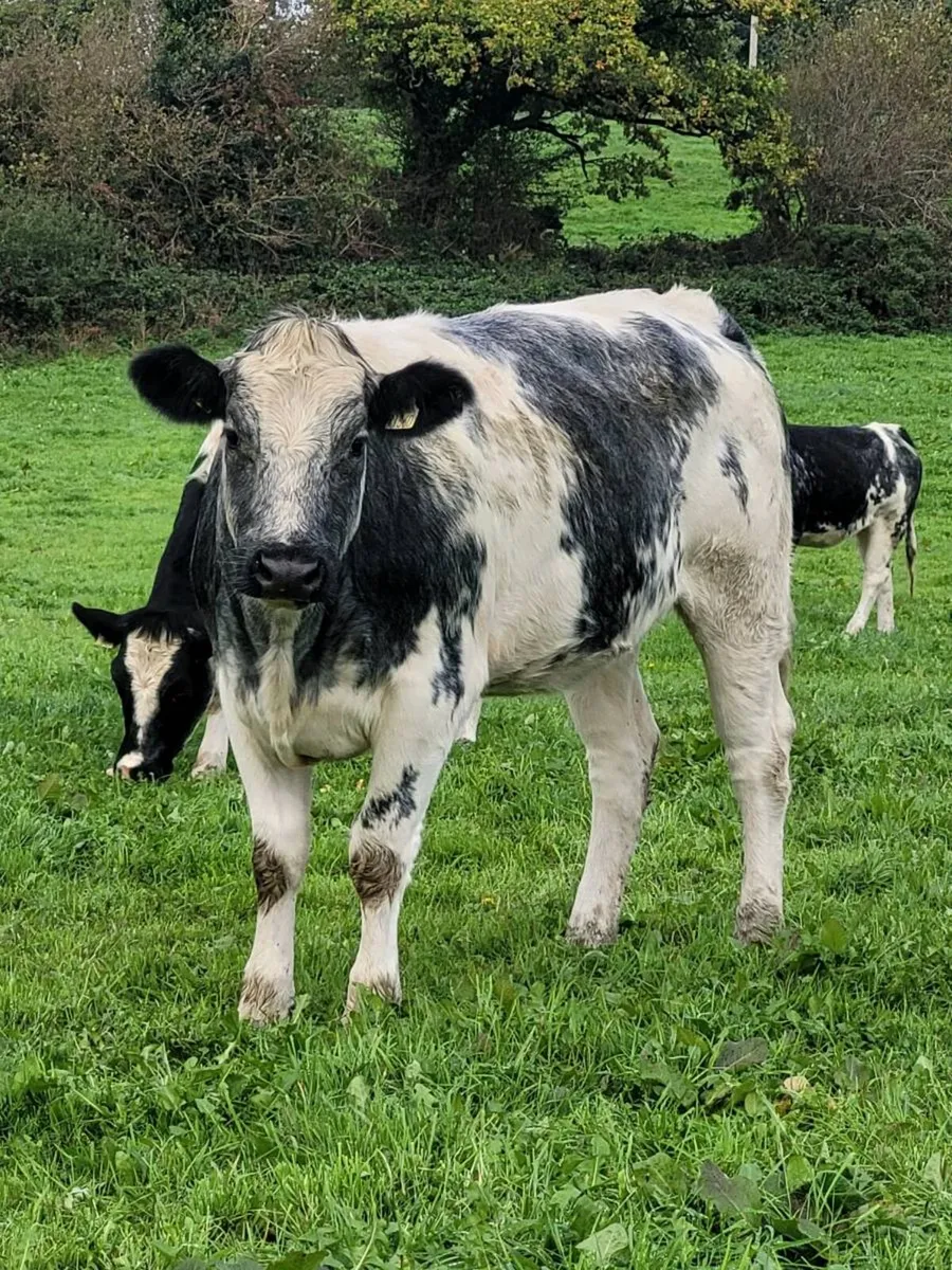 *6 Belgian Blue heifers and 2 Limousin Heifers* - Image 1