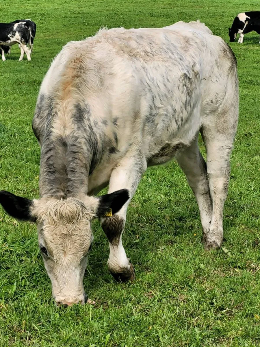 *6 Belgian Blue heifers and 2 Limousin Heifers* - Image 4