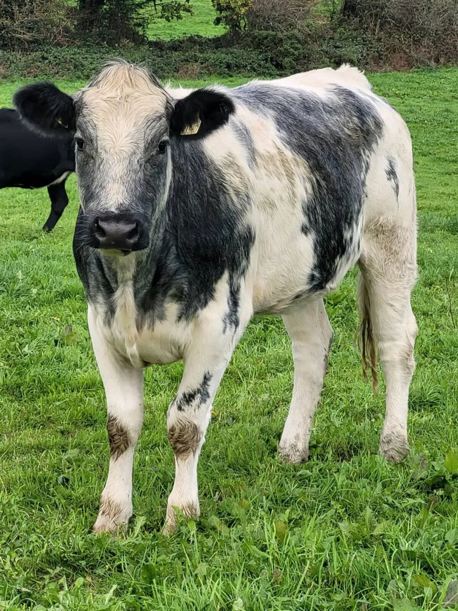 *6 Belgian Blue heifers and 2 Limousin Heifers* - Image 2