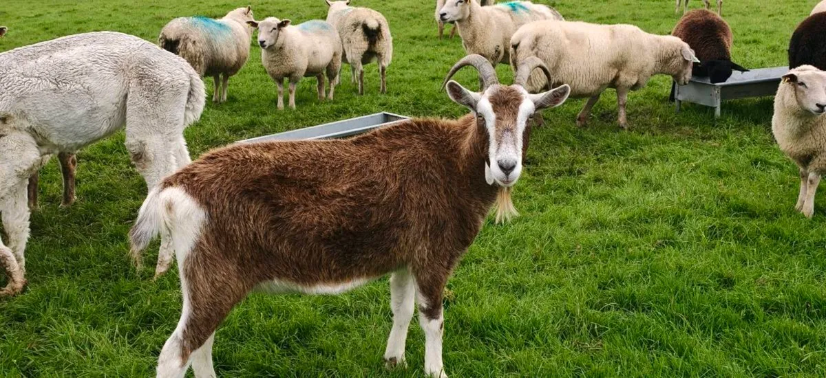 British Toggenburg Goat (Private Seller) - Image 1