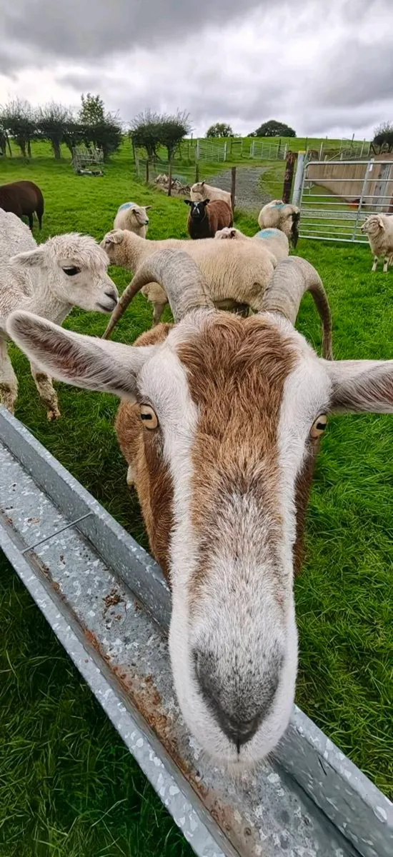 British Toggenburg Goat (Private Seller) - Image 2