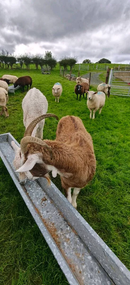 British Toggenburg Goat (Private Seller) - Image 3