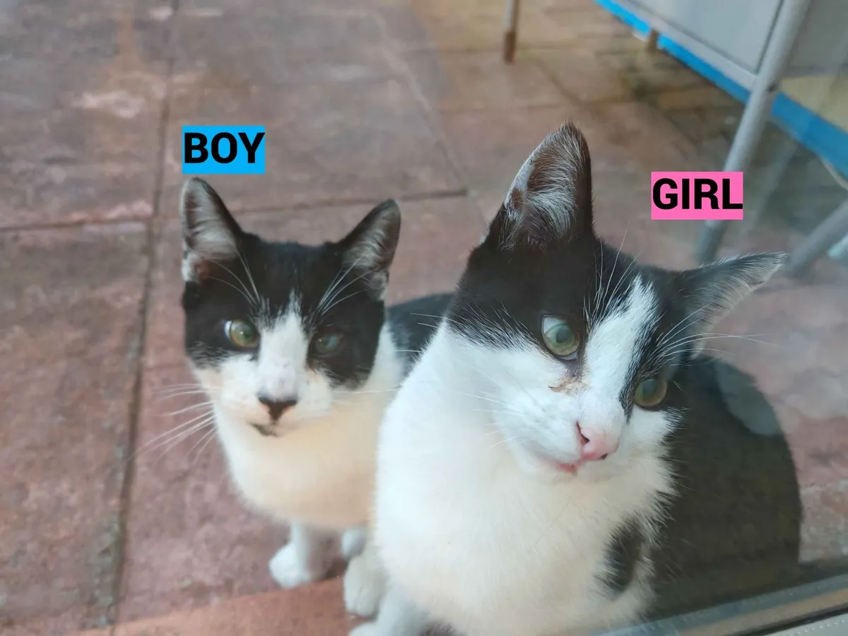 Three 7 month old cats to be given away - Image 1
