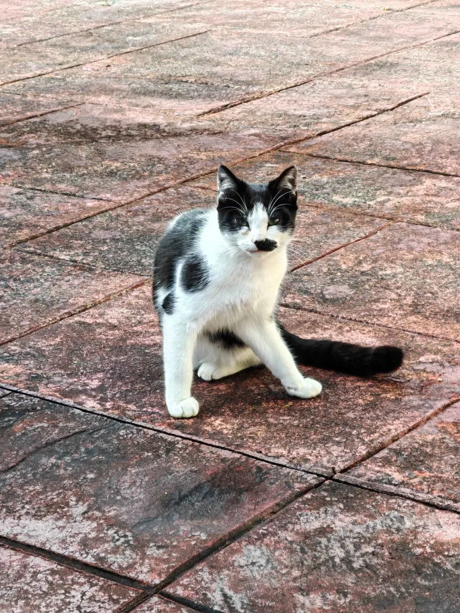 Three 7 month old cats to be given away - Image 2