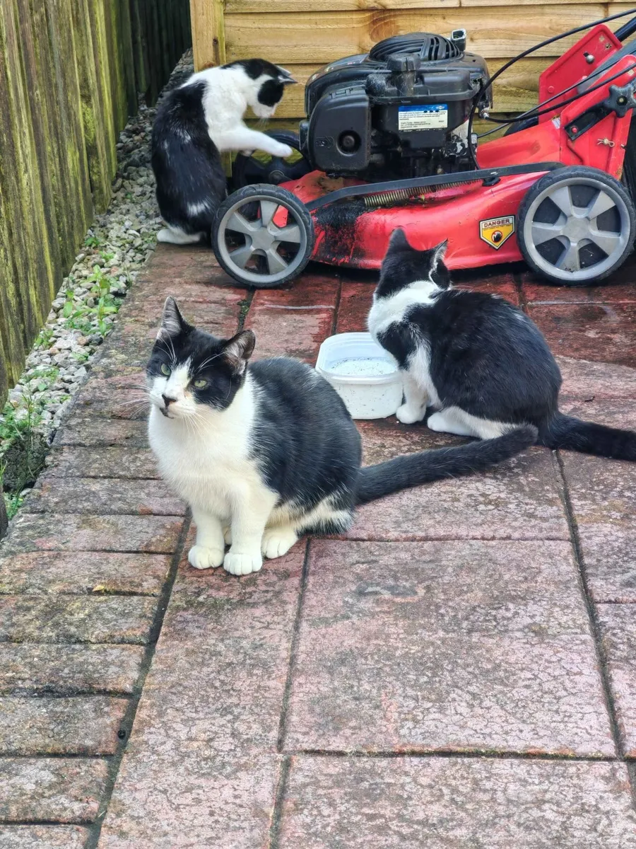 Three 7 month old cats to be given away - Image 3