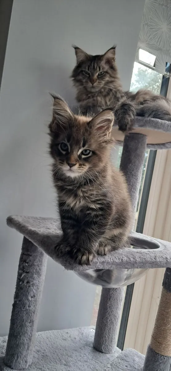 Maine Coon Kitten - Image 2