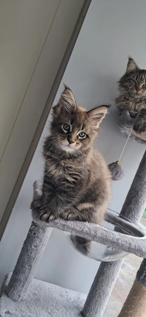 Maine Coon Kitten - Image 1