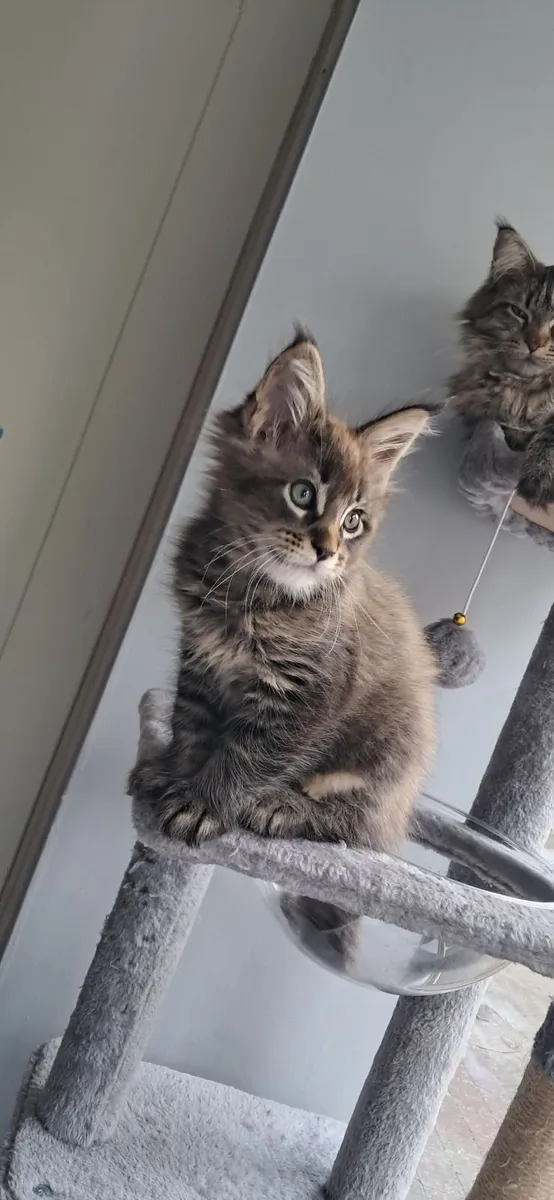 Maine Coon Kitten - Image 3