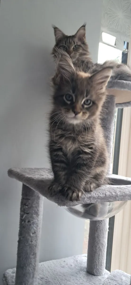 Maine Coon Kitten - Image 4