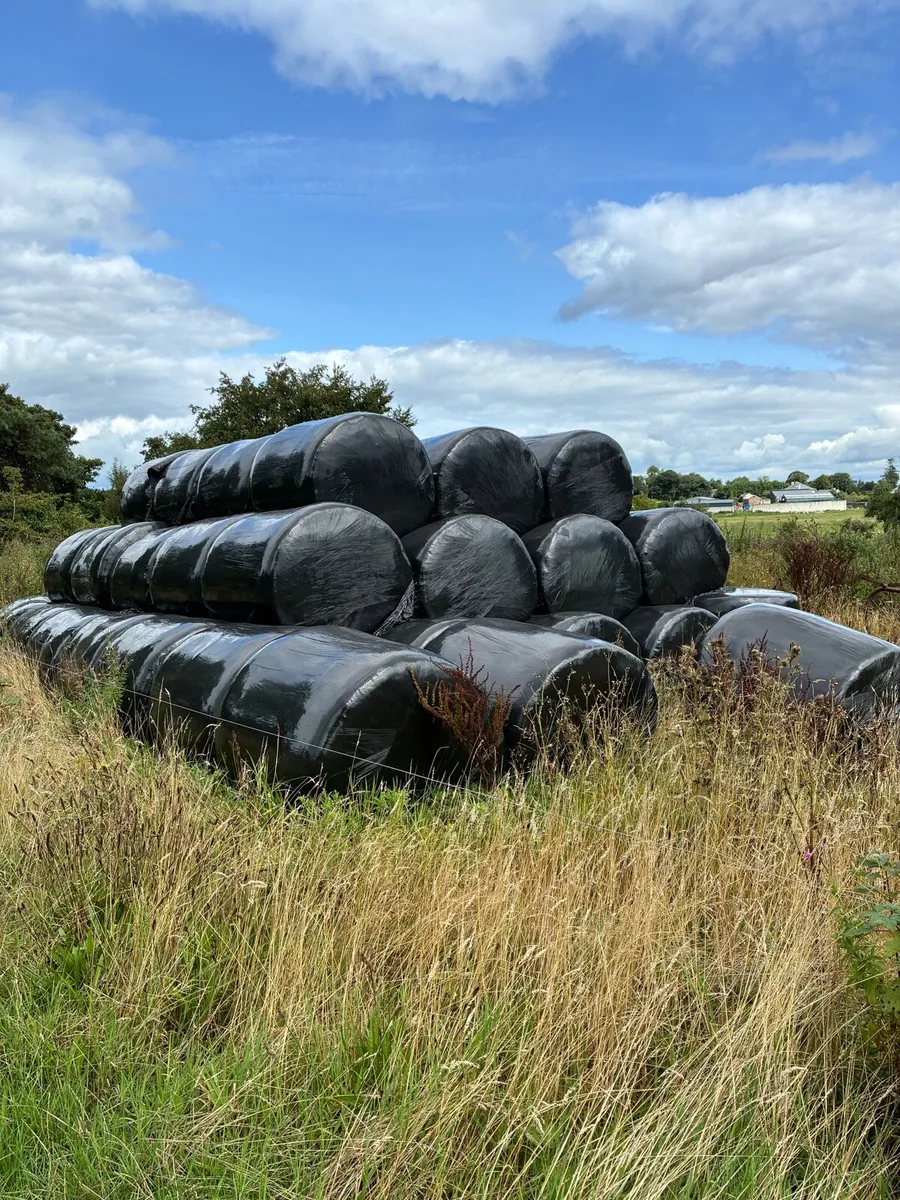 Bales of silage - Image 2