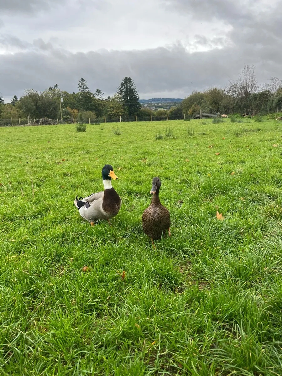 Pair of ducks - Image 1