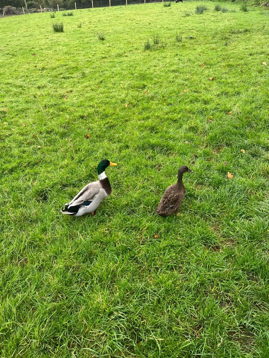 Pair of ducks - Image 2