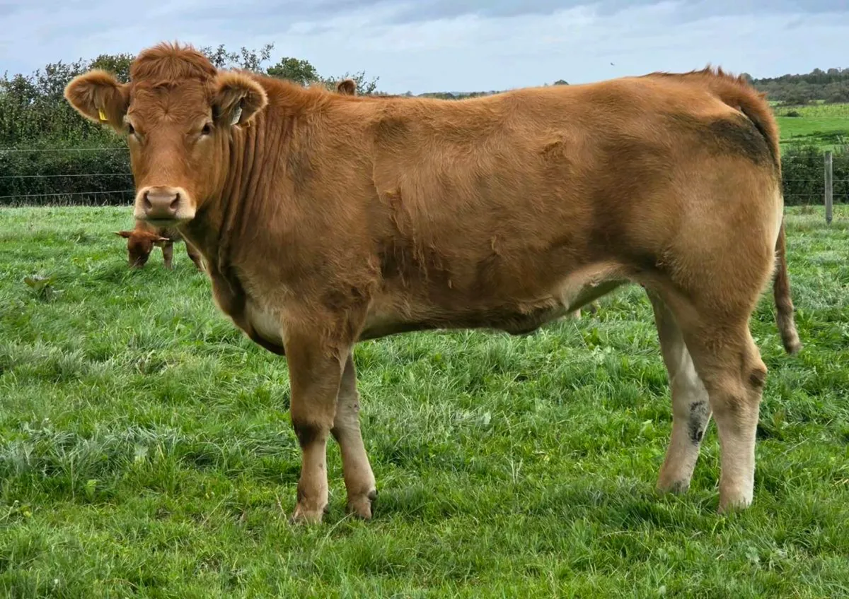 Pedigree Incalf Limousin heifer