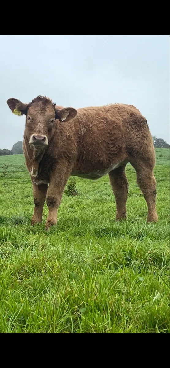 Weaning heifers - Image 2