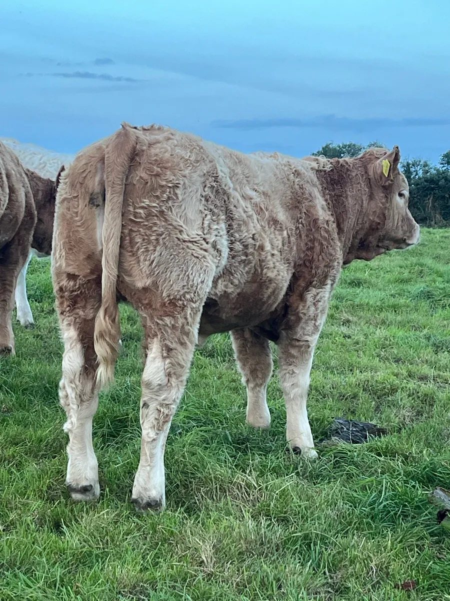 Weaning heifers - Image 4