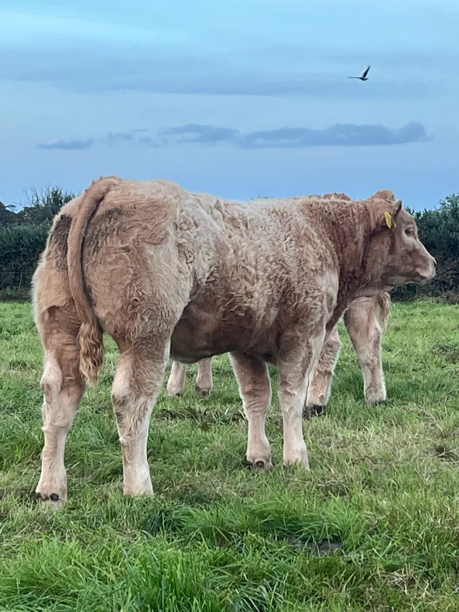 Weaning heifers - Image 1