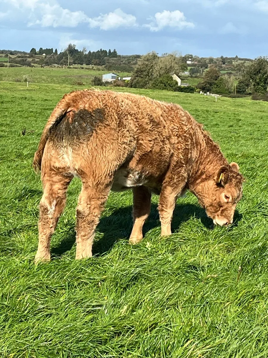 Weaning heifers - Image 3