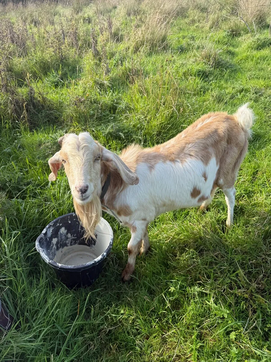 Anglo Nubian Billy Goat - Image 2