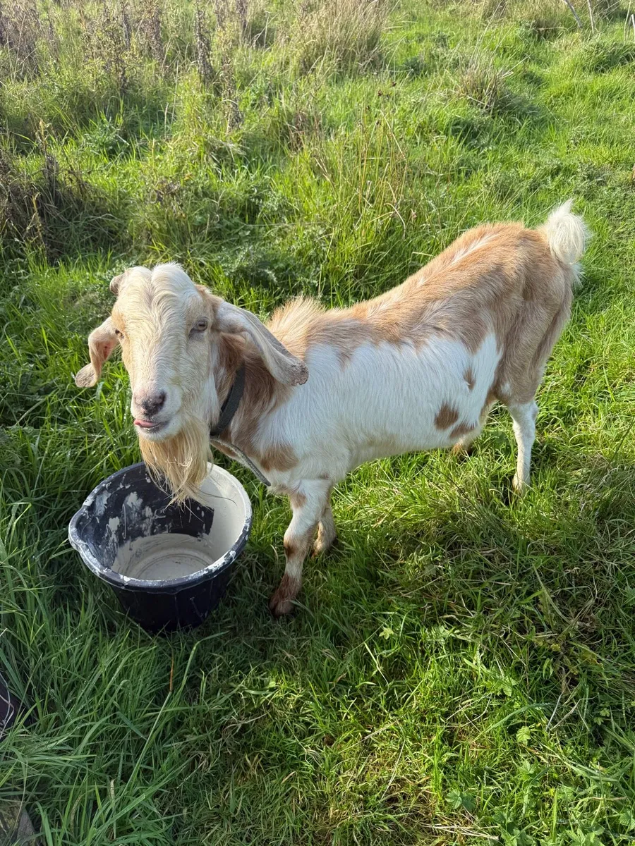 Anglo Nubian Billy Goat - Image 3