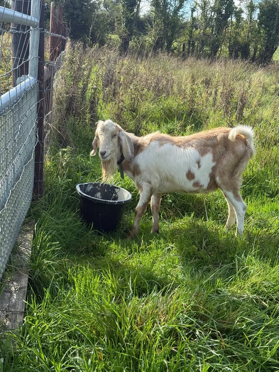 Anglo Nubian Billy Goat - Image 1