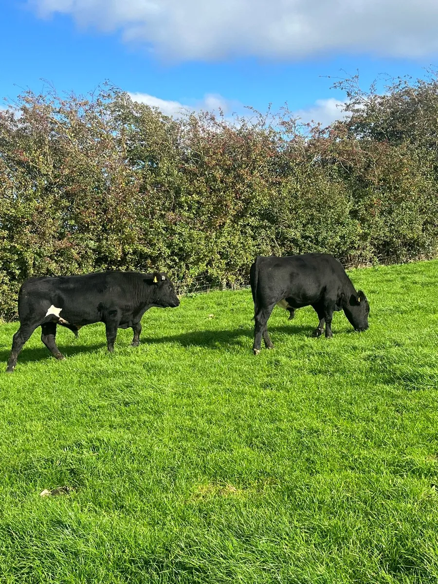 2 bullocks 400 kilos - Image 2