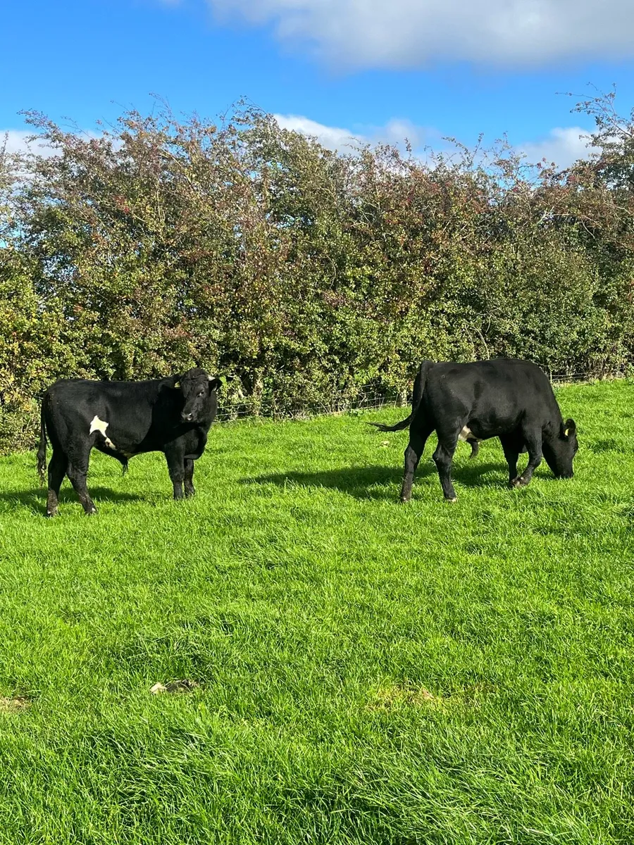 2 bullocks 400 kilos - Image 1