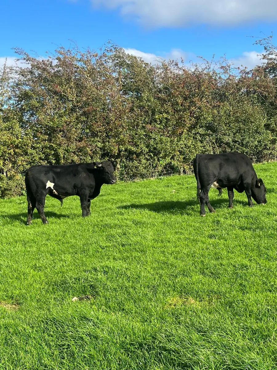 2 bullocks 400 kilos - Image 3