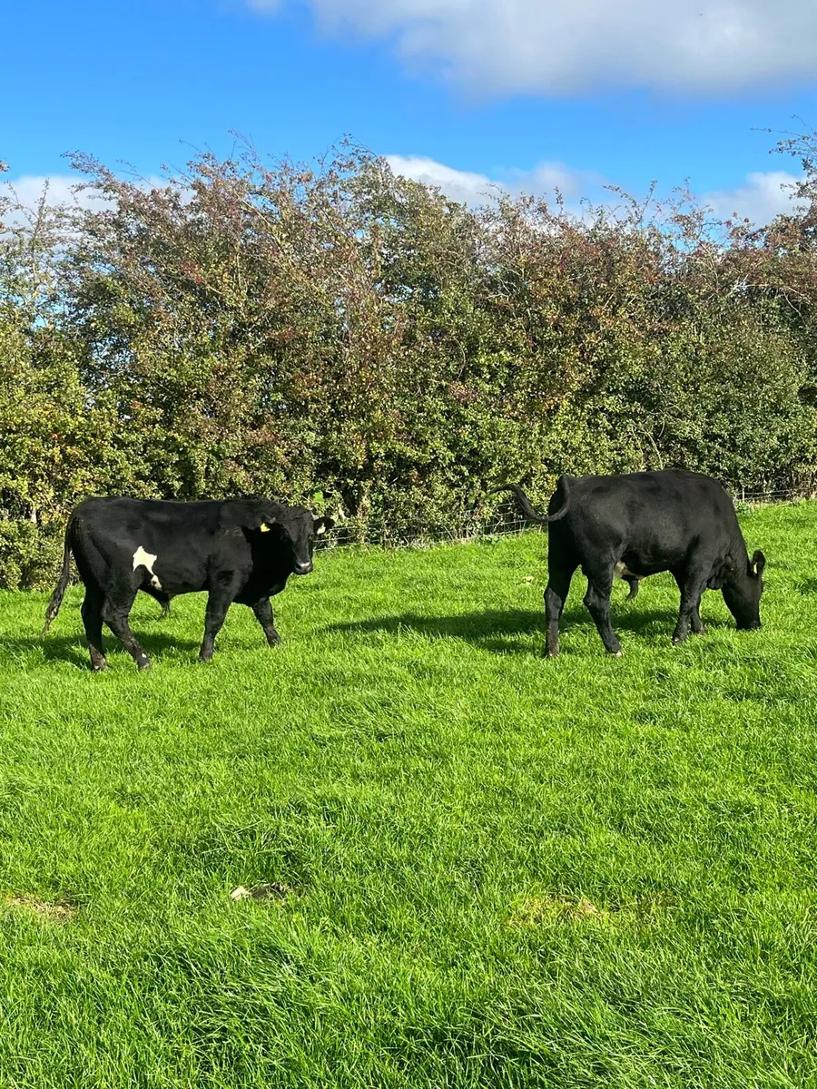 2 bullocks 400 kilos - Image 4