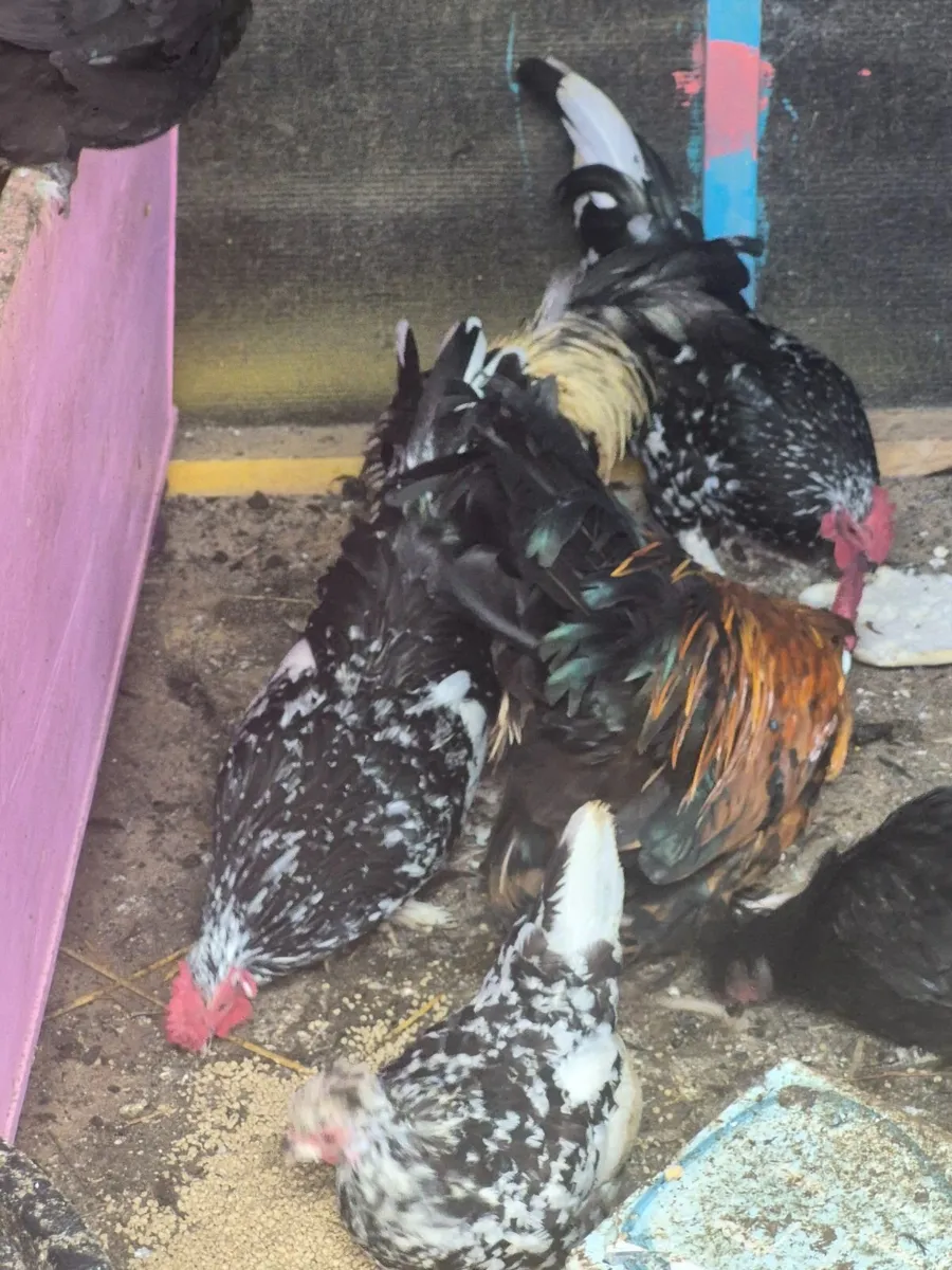 Bantams - Image 1