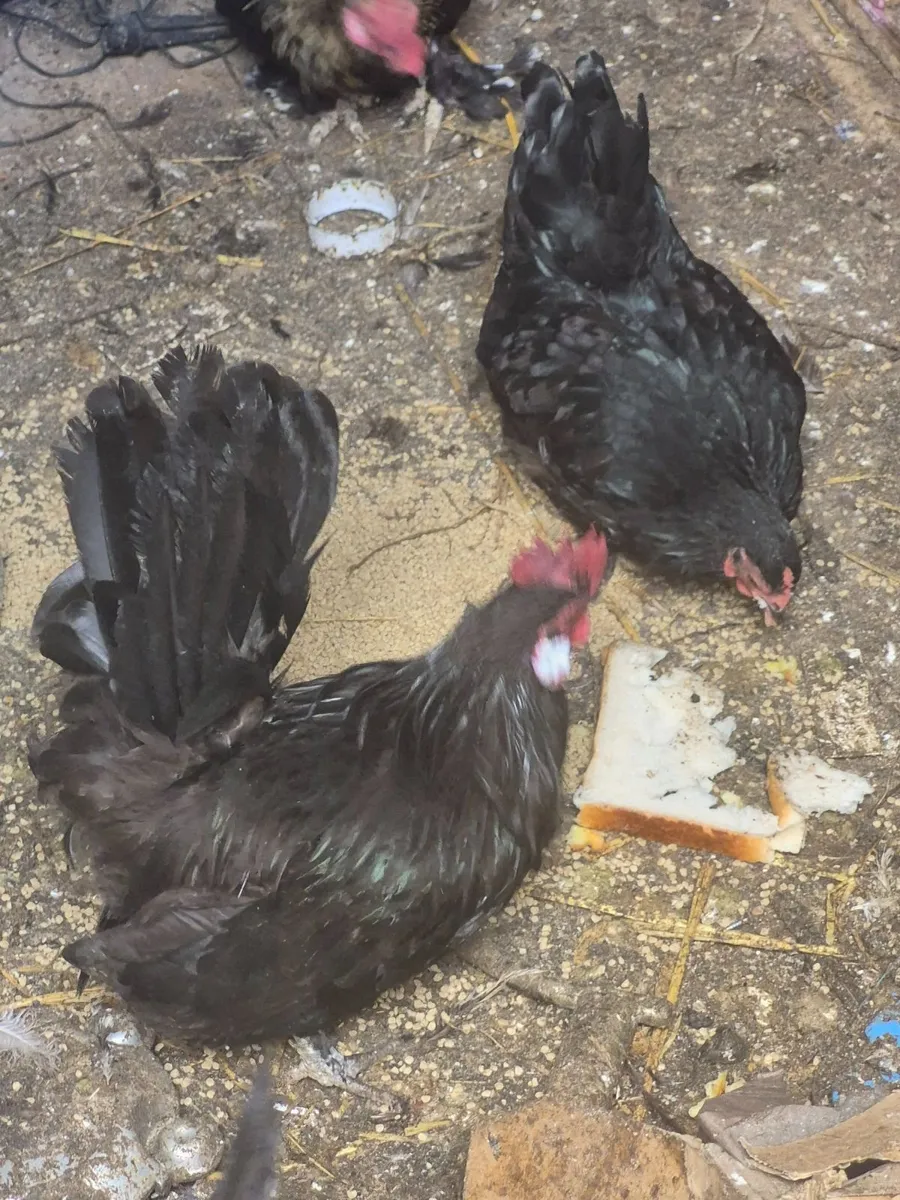 Bantams - Image 2