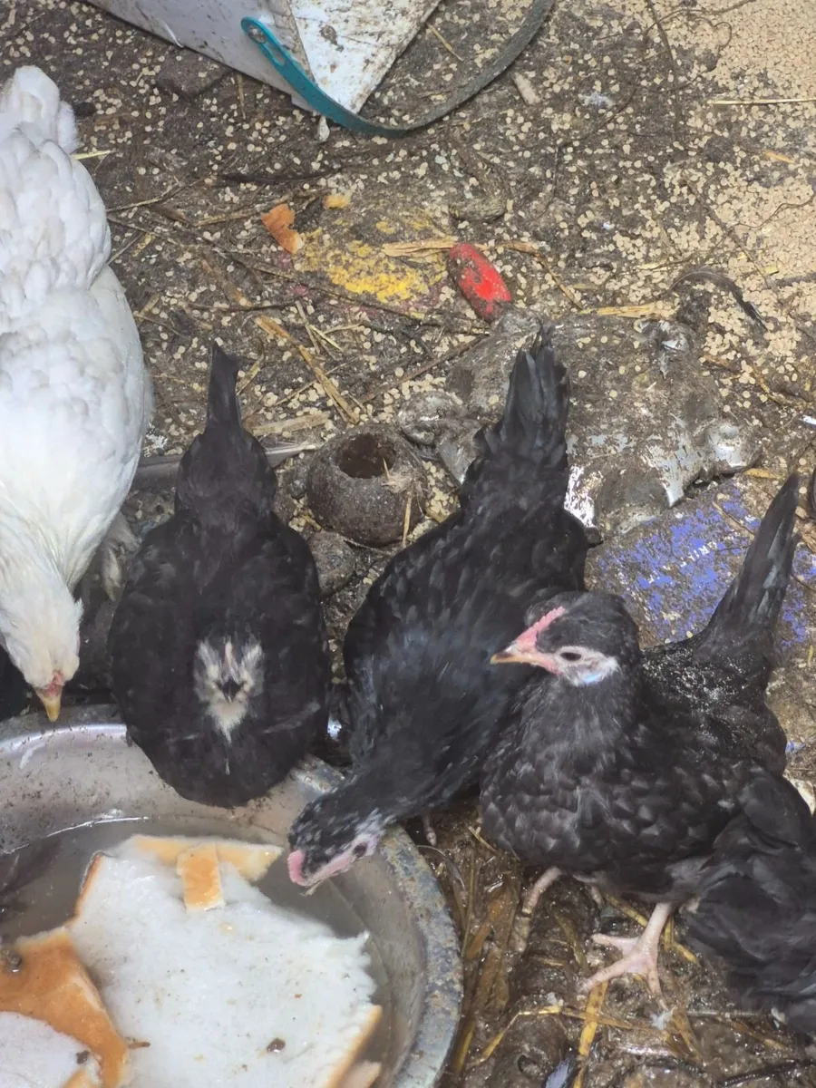 Bantams - Image 3