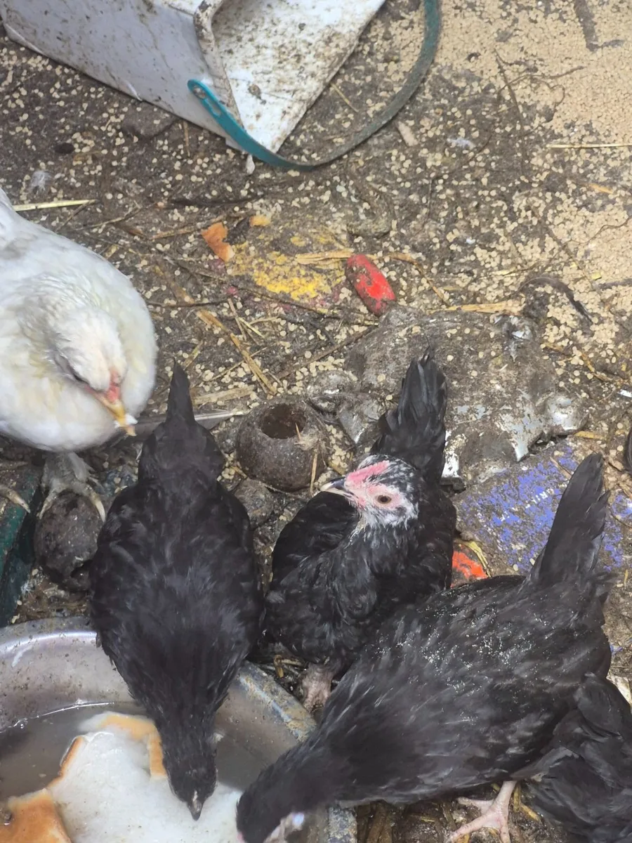 Bantams - Image 4