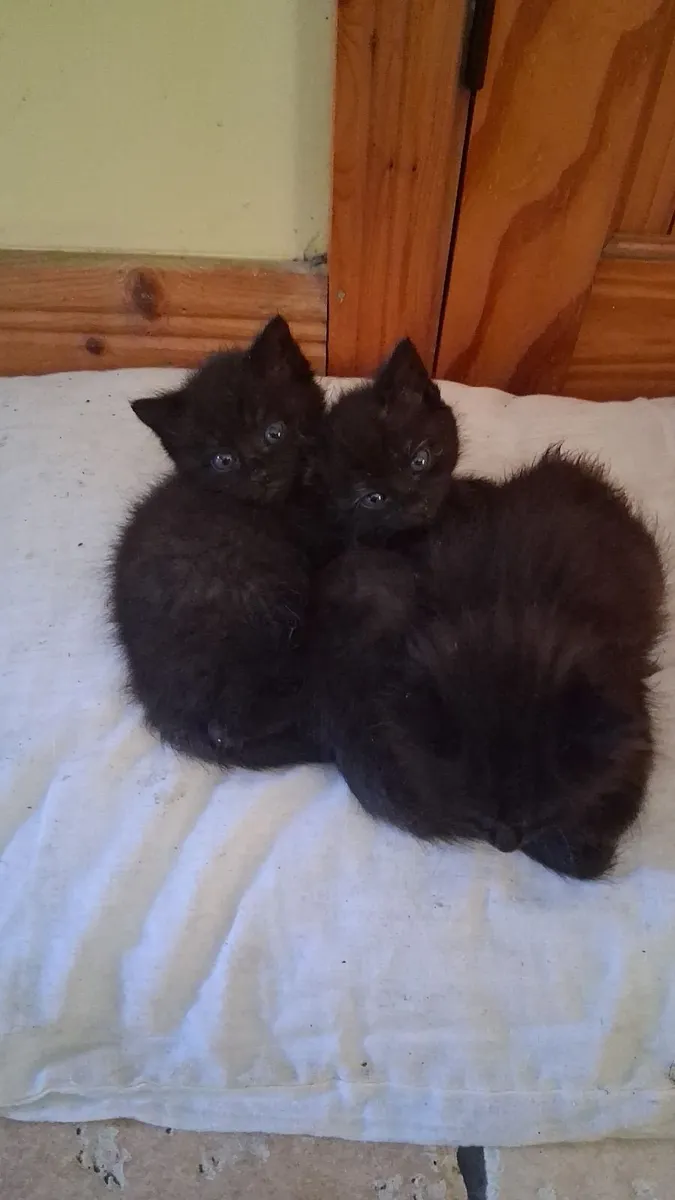 Kittens - Image 1