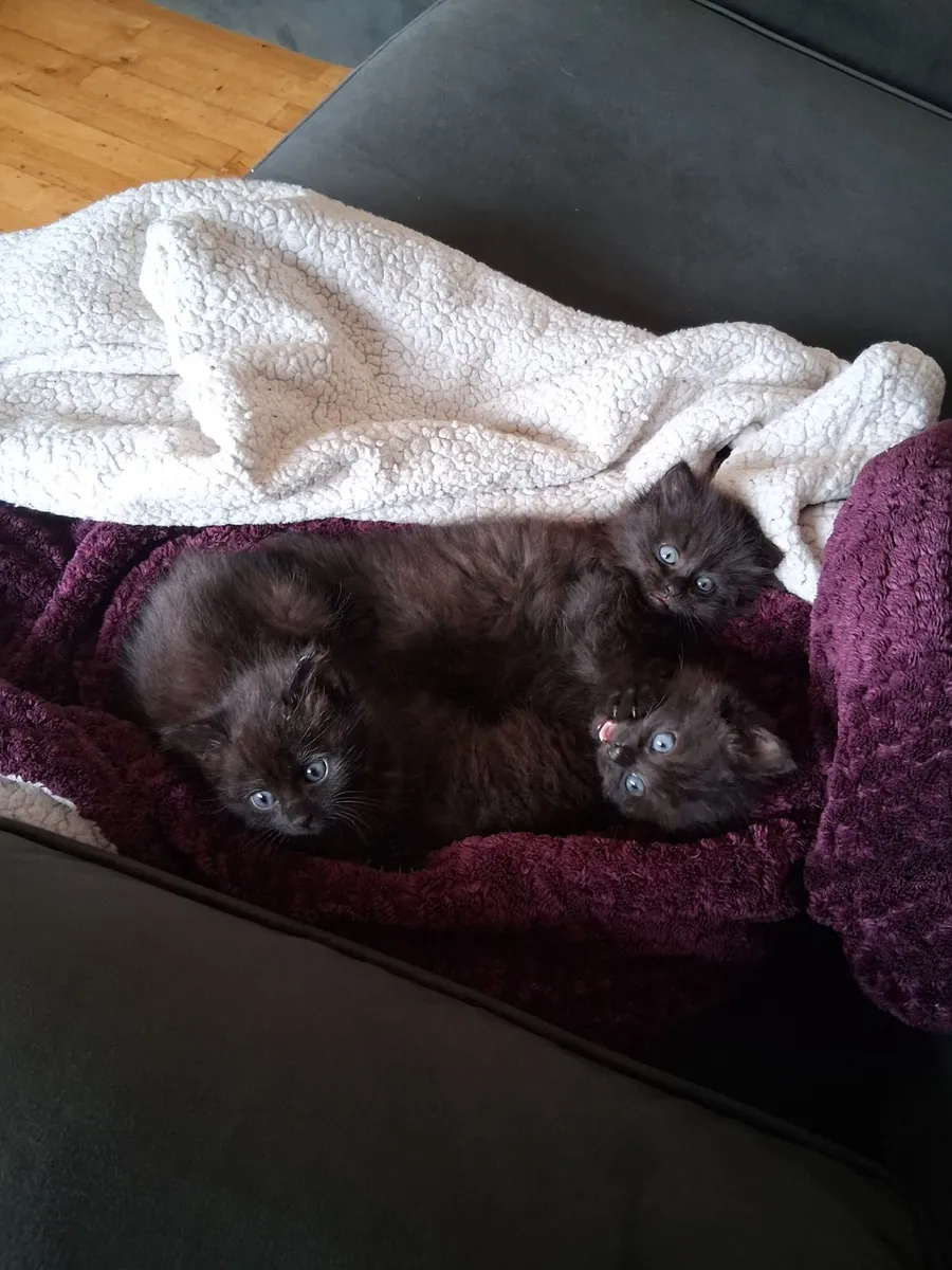 Kittens - Image 2