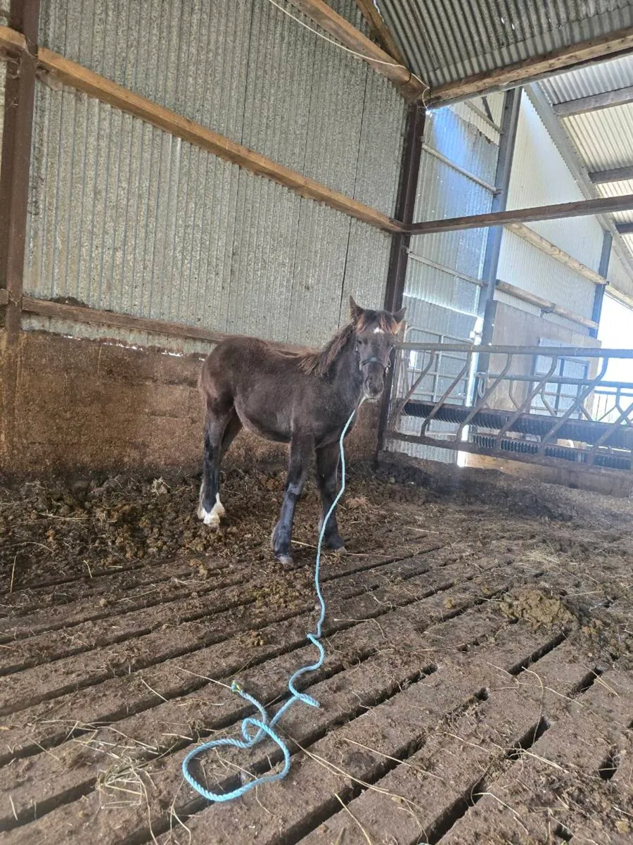 Super Quality Mare and foal for sale - Image 4