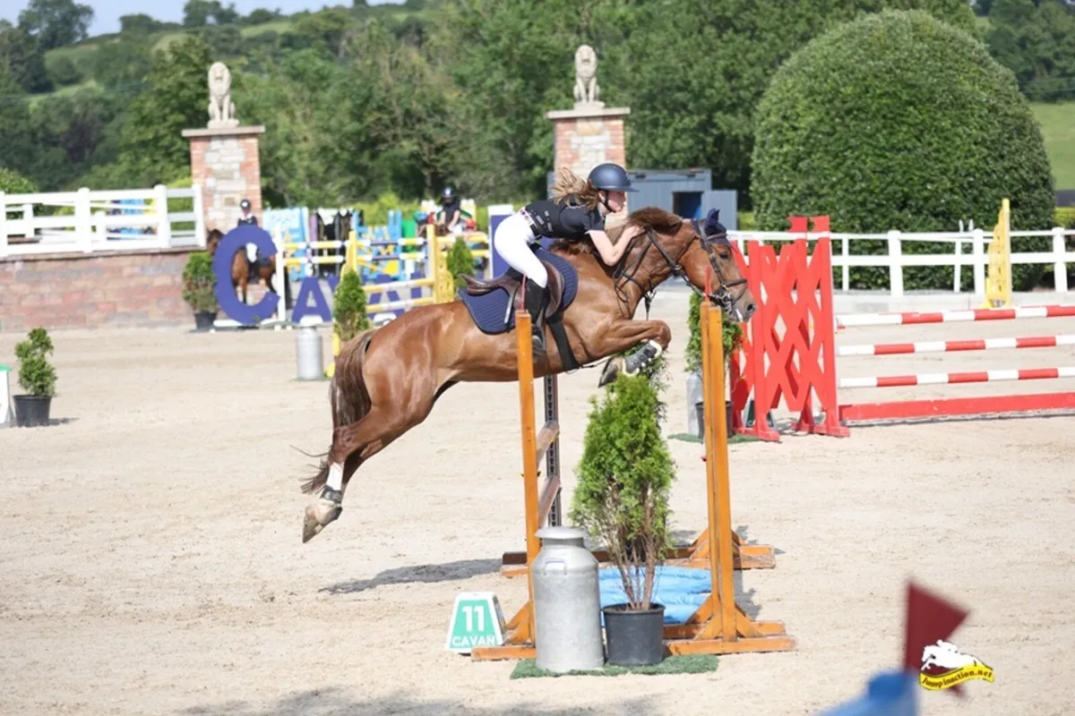 148 COMPETITIVE SJI AND IDEAL ALL-ROUNDER PONY - Image 1