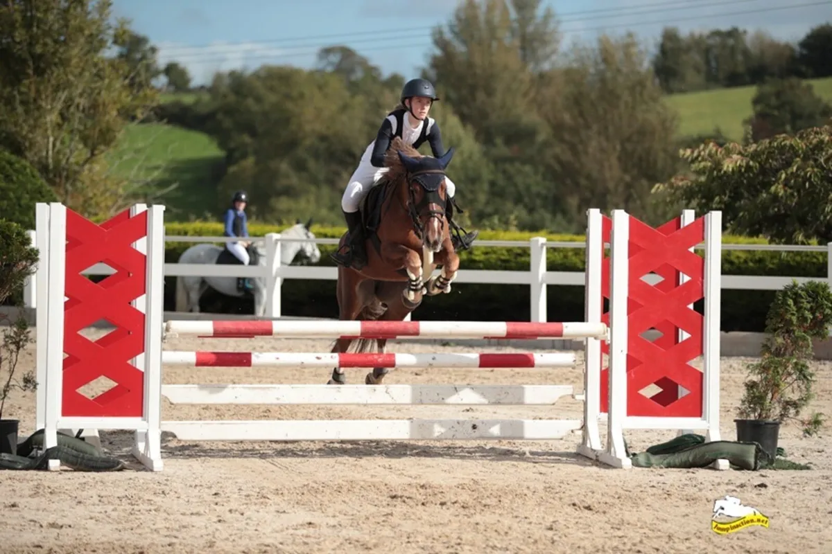 148 COMPETITIVE SJI AND IDEAL ALL-ROUNDER PONY - Image 2