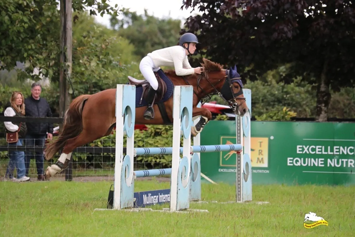 148 COMPETITIVE SJI AND IDEAL ALL-ROUNDER PONY - Image 4