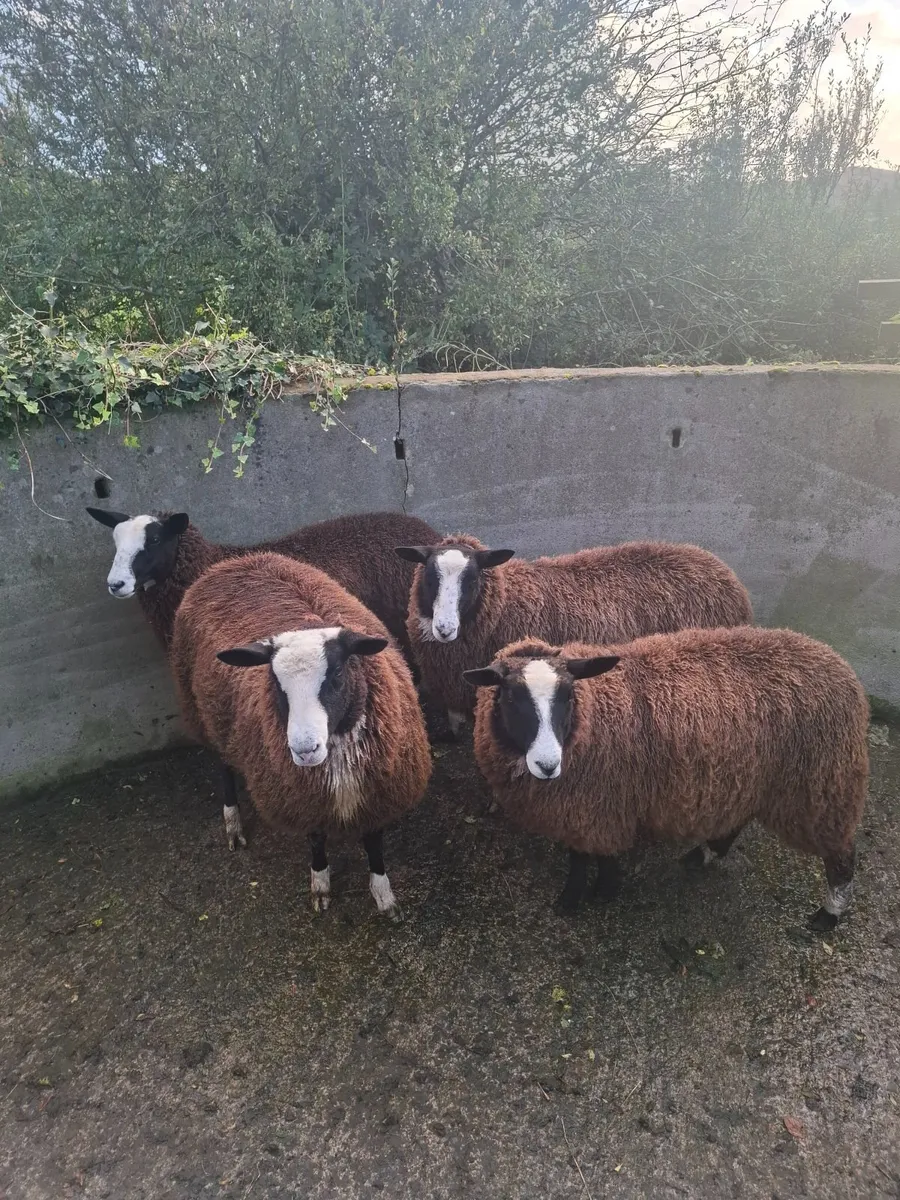Zwartble Ewe and Ram lambs - Image 1