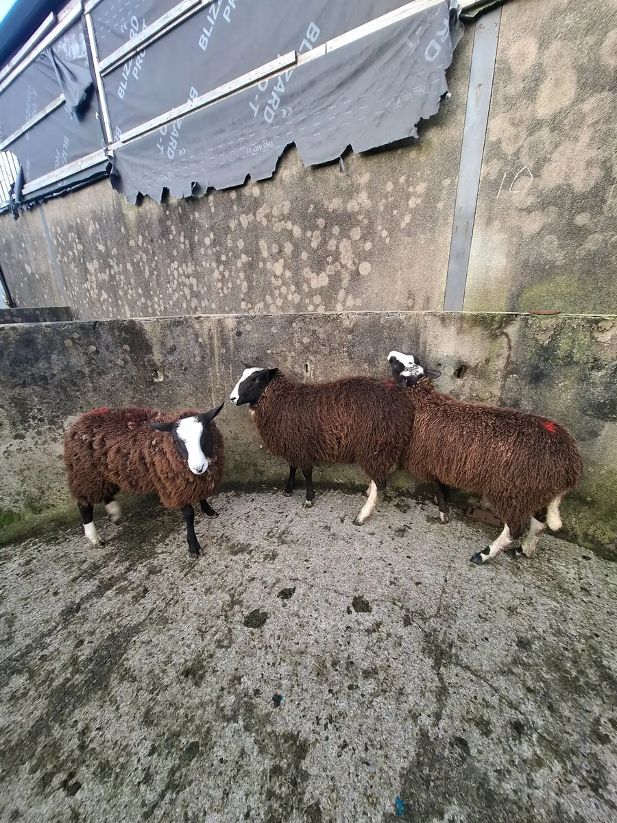 Zwartble Ewe and Ram lambs - Image 2